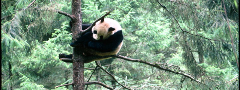 A panda in a tree